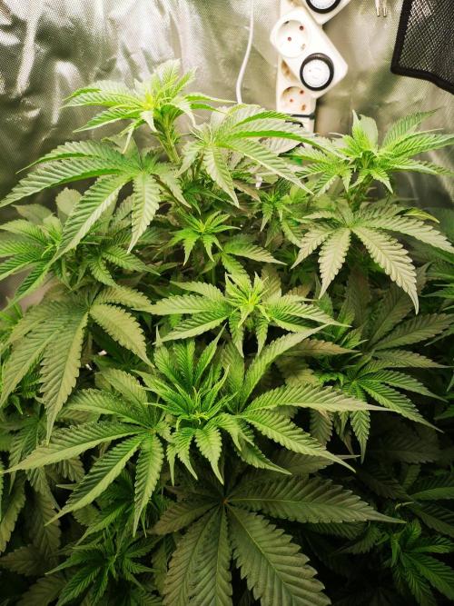 Nektar Drip/Cosmic Raiser/Jacky White. Week 7