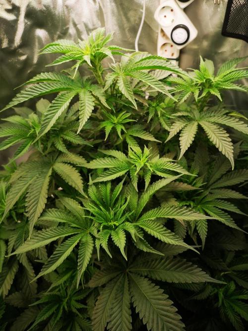 Nektar Drip/Cosmic Raiser/Jacky White. Week 7
