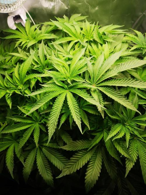 Nektar Drip/Cosmic Raiser/Jacky White. Week 7
