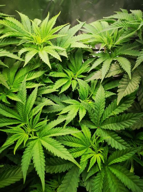Nektar Drip/Cosmic Raiser/Jacky White. Week 7