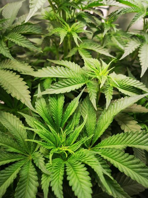 Nektar Drip/Cosmic Raiser/Jacky White. Week 7