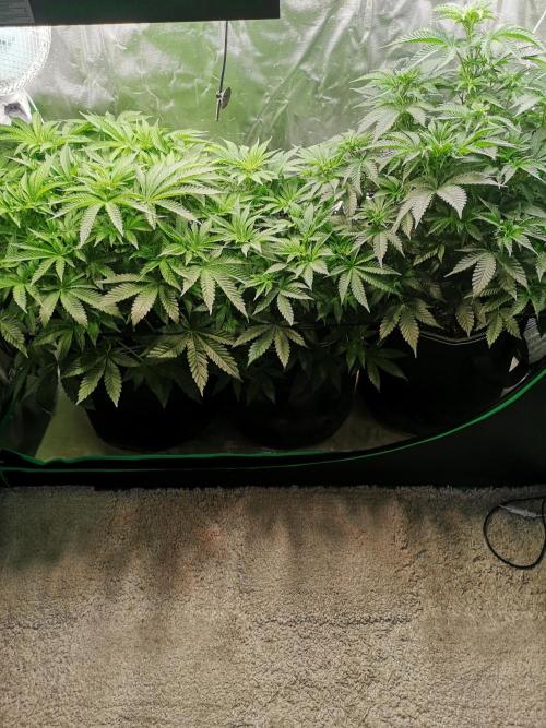 Nektar Drip/Cosmic Raiser/Jacky White. Week 7