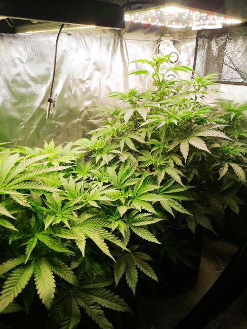 Nektar Drip/Cosmic Raiser/Jacky White. Week 7