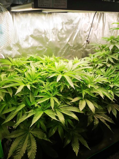 Nektar Drip/Cosmic Raiser/Jacky White. Week 7