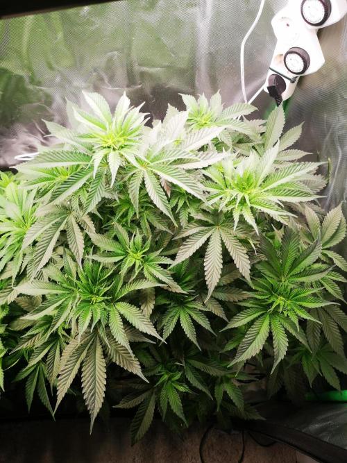Nektar Drip/Cosmic Raiser/Jacky White. Week 7