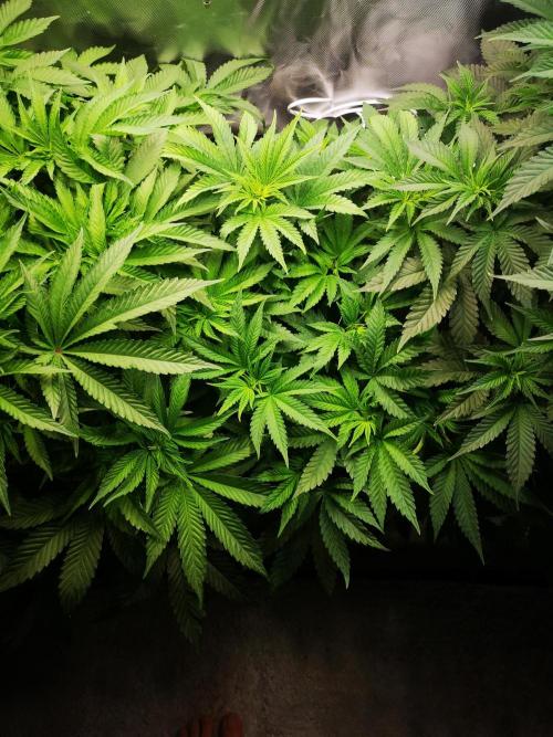 Nektar Drip/Cosmic Raiser/Jacky White. Week 7