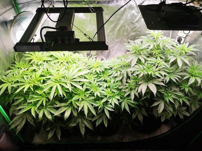 Nektar Drip/Cosmic Raiser/Jacky White. Week 7