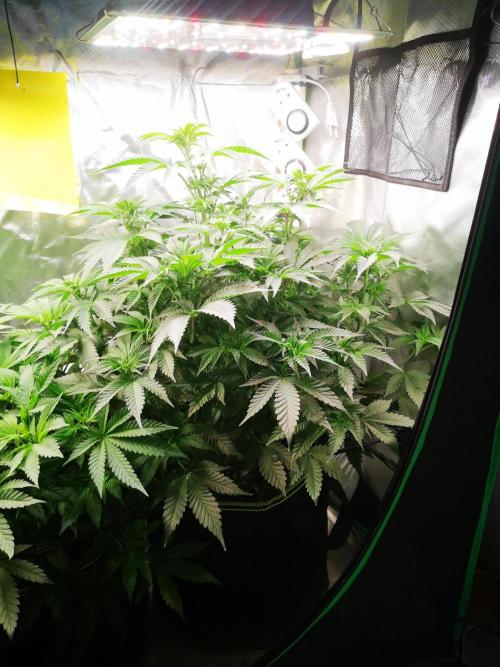 Nektar Drip/Cosmic Raiser/Jacky White. Week 7