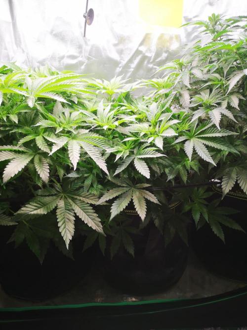 Nektar Drip/Cosmic Raiser/Jacky White. Week 7