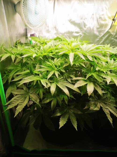 Nektar Drip/Cosmic Raiser/Jacky White. Week 7