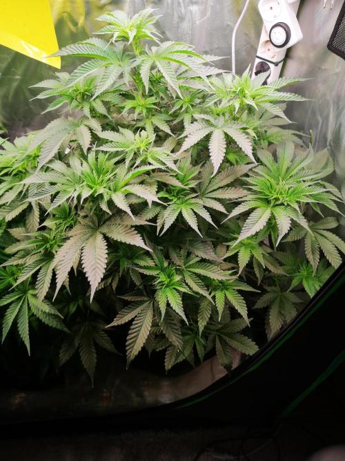 Nektar Drip/Cosmic Raiser/Jacky White. Week 7