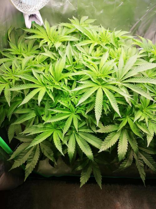 Nektar Drip/Cosmic Raiser/Jacky White. Week 7