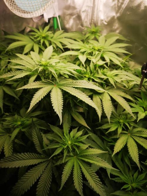 Nektar Drip/Cosmic Raiser/Jacky White. Week 8