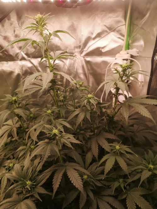 Nektar Drip/Cosmic Raiser/Jacky White. Week 8