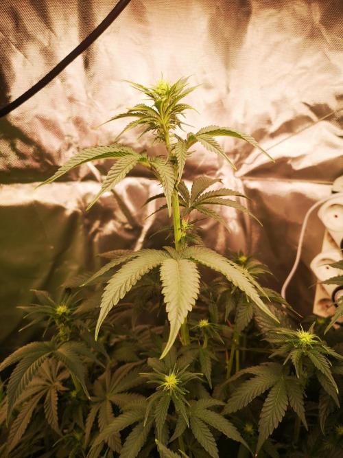 Nektar Drip/Cosmic Raiser/Jacky White. Week 8