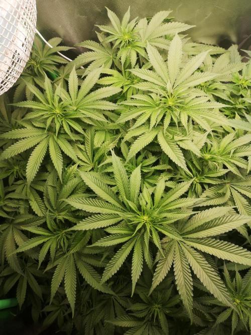 Nektar Drip/Cosmic Raiser/Jacky White. Week 8