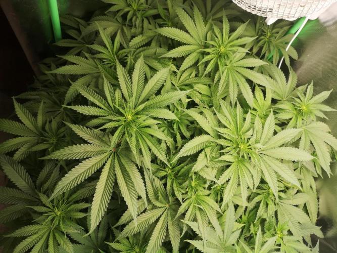 Nektar Drip/Cosmic Raiser/Jacky White. Week 8