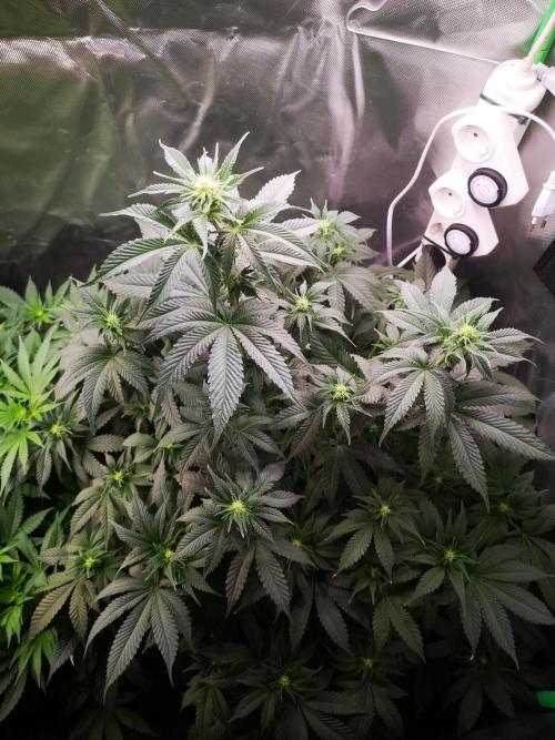 Nektar Drip/Cosmic Raiser/Jacky White. Week 8