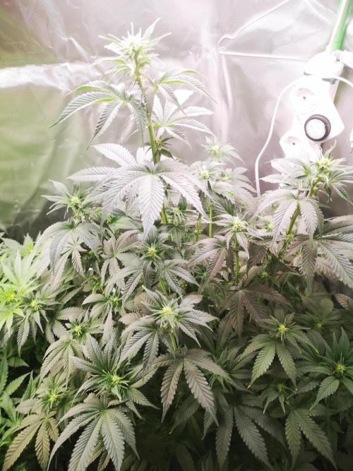 Nektar Drip/Cosmic Raiser/Jacky White. Week 8