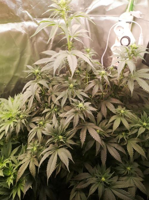 Nektar Drip/Cosmic Raiser/Jacky White. Week 8