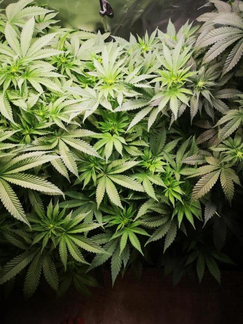 Nektar Drip/Cosmic Raiser/Jacky White. Week 8