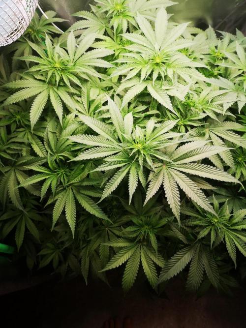 Nektar Drip/Cosmic Raiser/Jacky White. Week 8