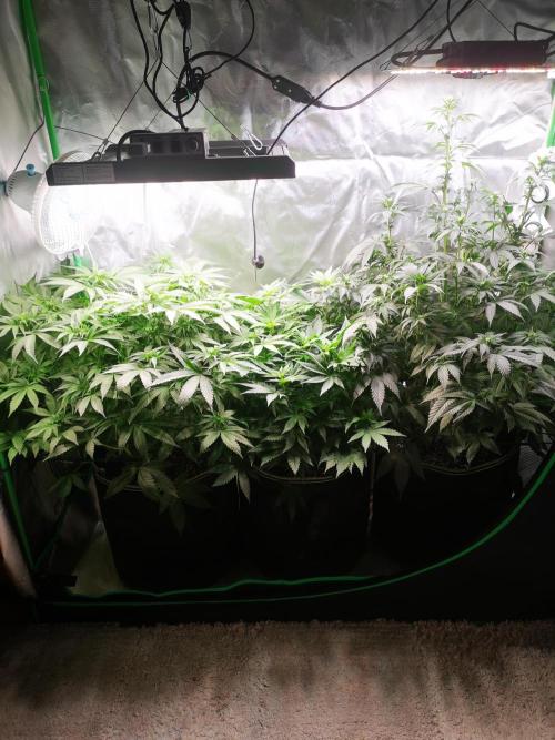 Nektar Drip/Cosmic Raiser/Jacky White. Week 8