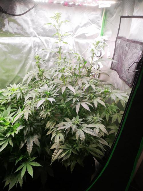 Nektar Drip/Cosmic Raiser/Jacky White. Week 8