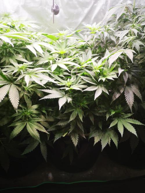 Nektar Drip/Cosmic Raiser/Jacky White. Week 8
