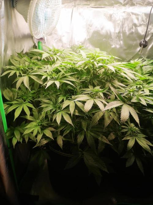 Nektar Drip/Cosmic Raiser/Jacky White. Week 8