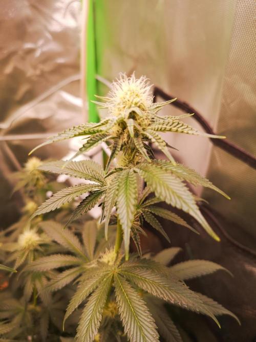 Nektar Drip/Cosmic Raiser/Jacky White. Week 9