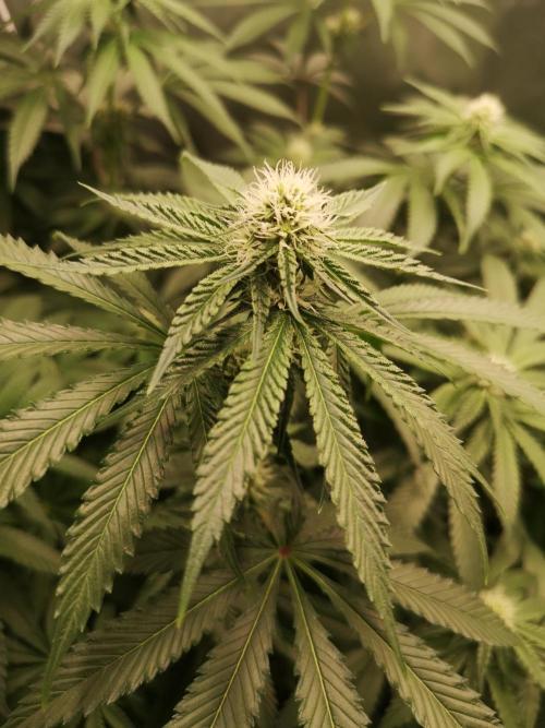 Nektar Drip/Cosmic Raiser/Jacky White. Week 9