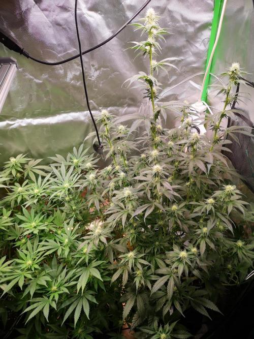 Nektar Drip/Cosmic Raiser/Jacky White. Week 9