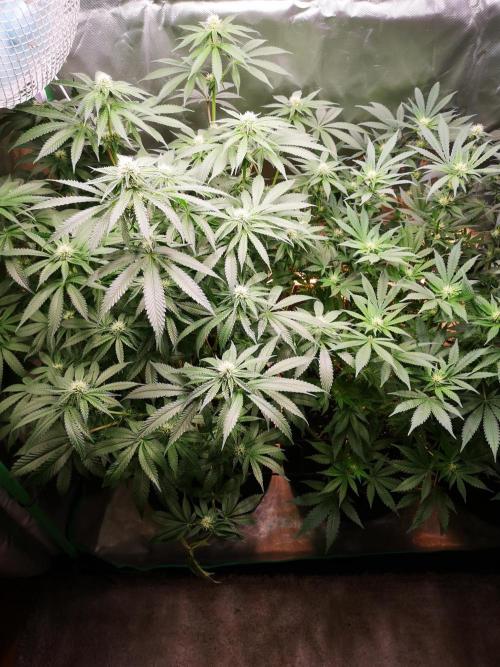 Nektar Drip/Cosmic Raiser/Jacky White. Week 9