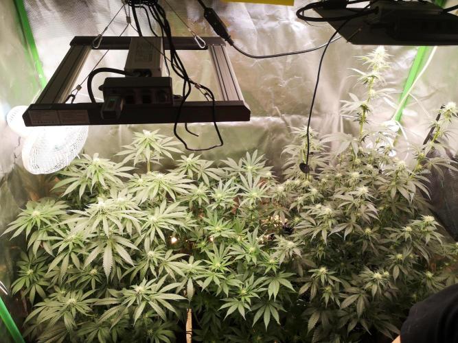 Nektar Drip/Cosmic Raiser/Jacky White. Week 9