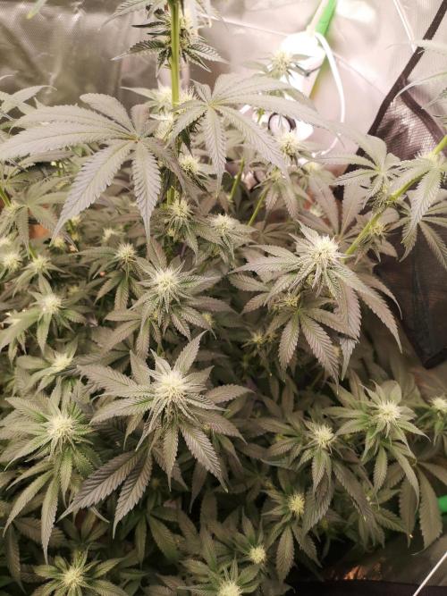 Nektar Drip/Cosmic Raiser/Jacky White. Week 9