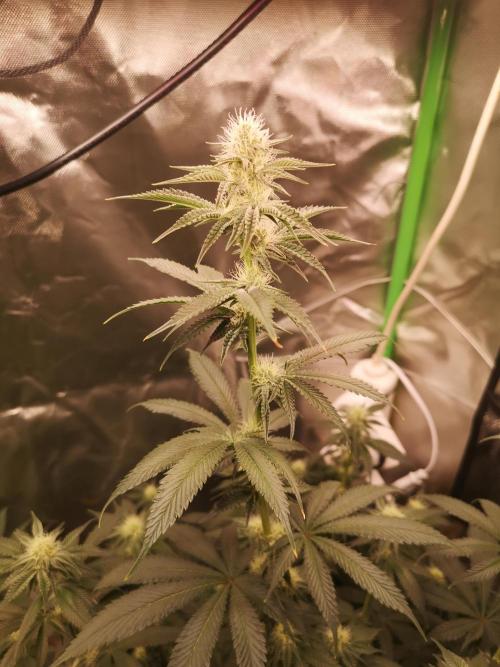 Nektar Drip/Cosmic Raiser/Jacky White. Week 9