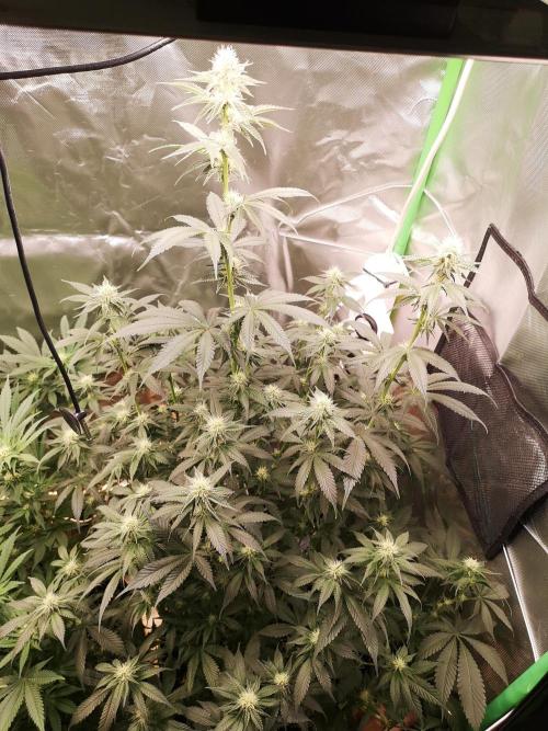 Nektar Drip/Cosmic Raiser/Jacky White. Week 9