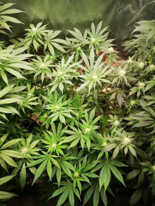 Nektar Drip/Cosmic Raiser/Jacky White. Week 9