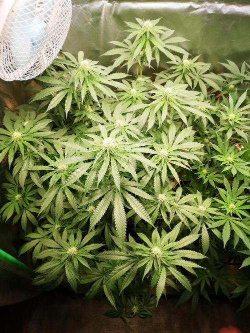 Nektar Drip/Cosmic Raiser/Jacky White. Week 9