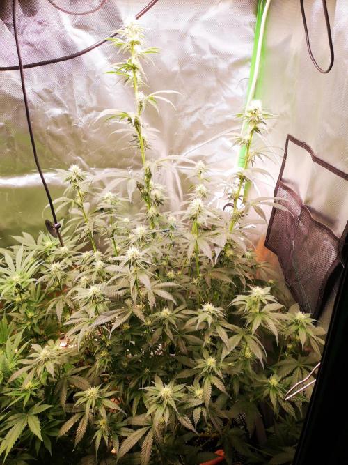 Nektar Drip/Cosmic Raiser/Jacky White. Week 9