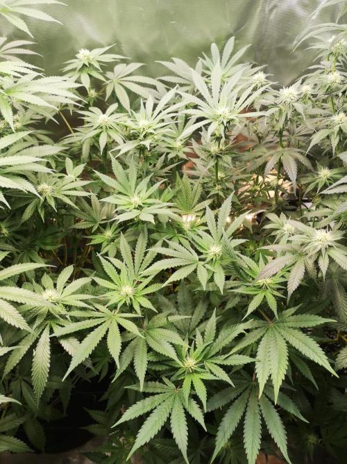 Nektar Drip/Cosmic Raiser/Jacky White. Week 9