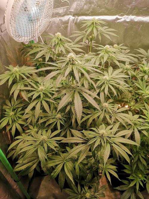 Nektar Drip/Cosmic Raiser/Jacky White. Week 9