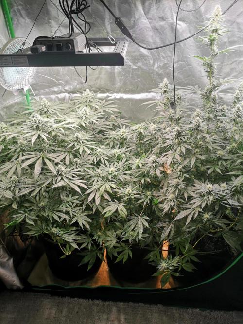 Nektar Drip/Cosmic Raiser/Jacky White. Week 10