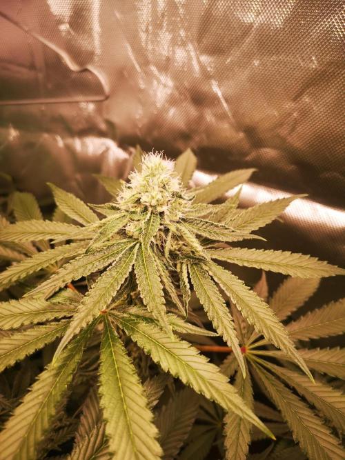 Nektar Drip/Cosmic Raiser/Jacky White. Week 10