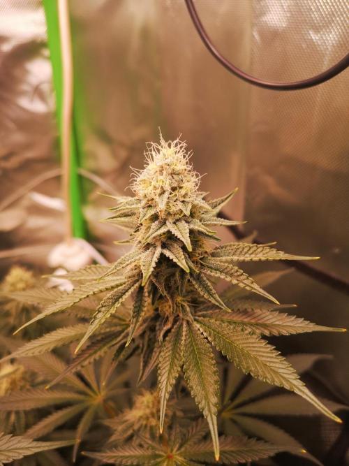 Nektar Drip/Cosmic Raiser/Jacky White. Week 10