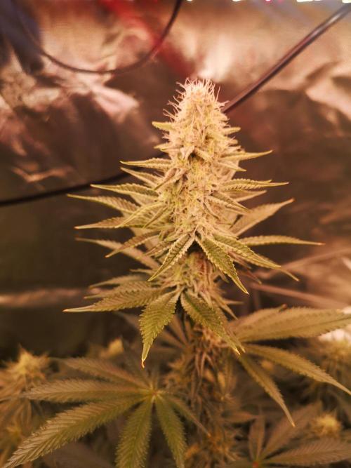 Nektar Drip/Cosmic Raiser/Jacky White. Week 10