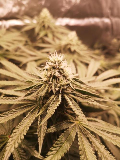 Nektar Drip/Cosmic Raiser/Jacky White. Week 10