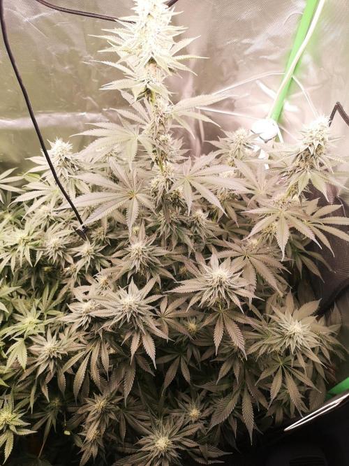 Nektar Drip/Cosmic Raiser/Jacky White. Week 10