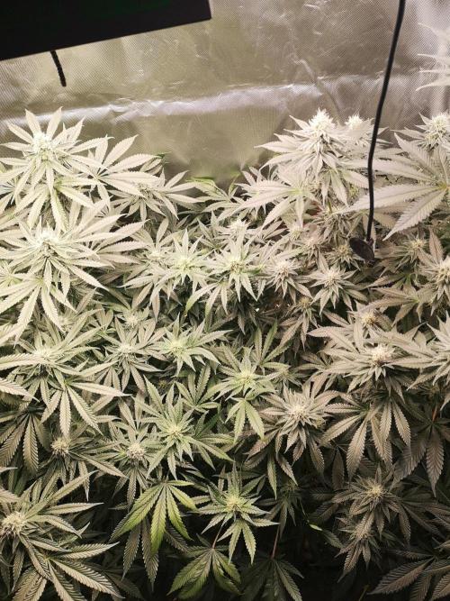 Nektar Drip/Cosmic Raiser/Jacky White. Week 10